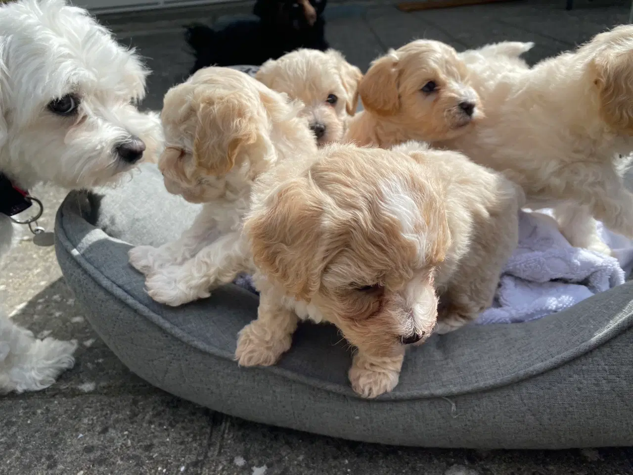 Billede 4 - Venter Maltipoo hvalpe i uge 34. Salgsklar uge 42