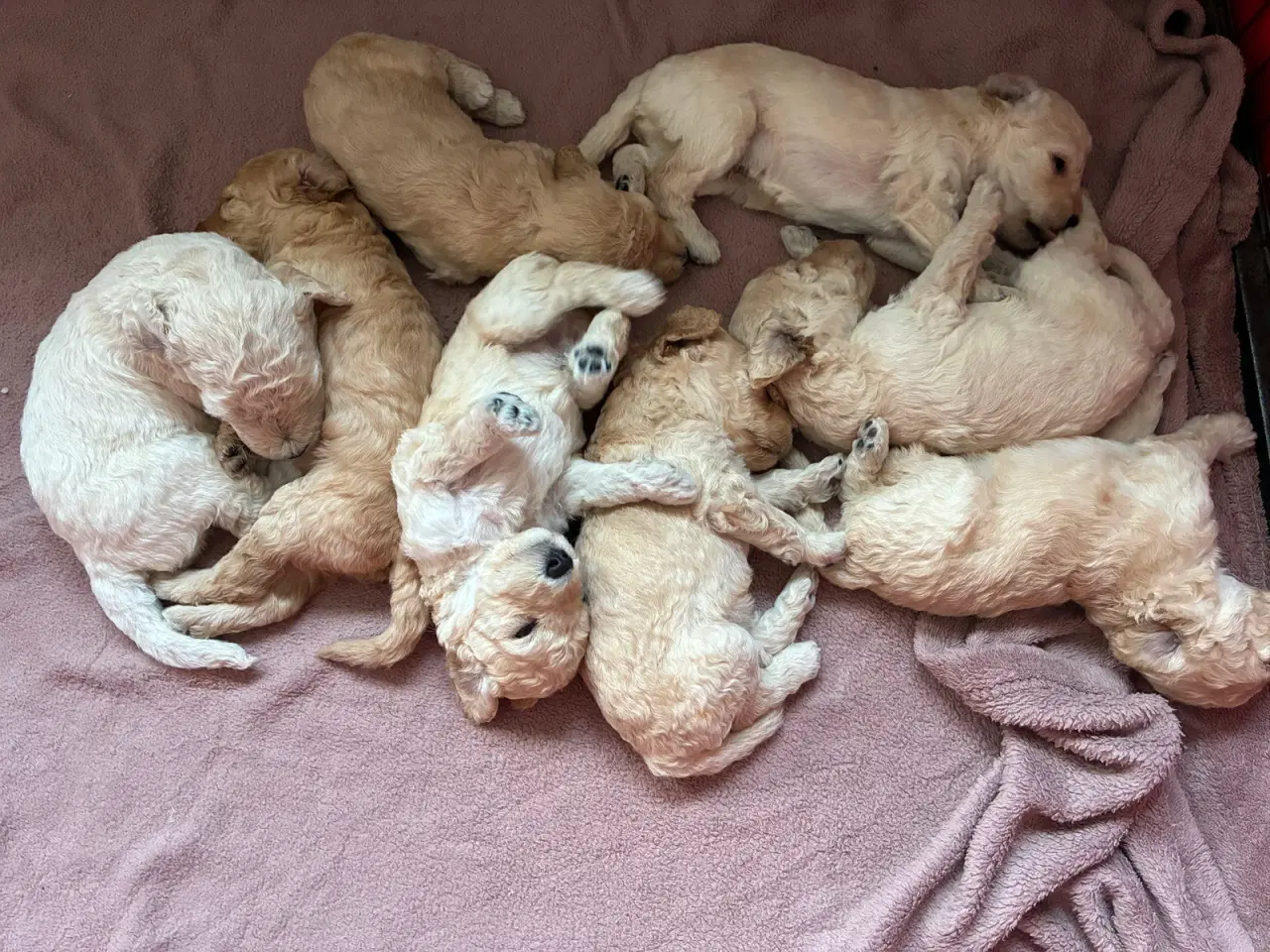 Billede 2 - Labradoodle F3 hvalpe 