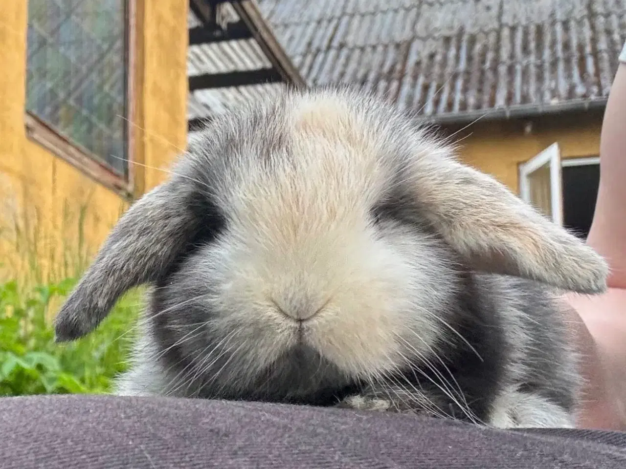 Billede 1 - Dværgvædder han unge sælges