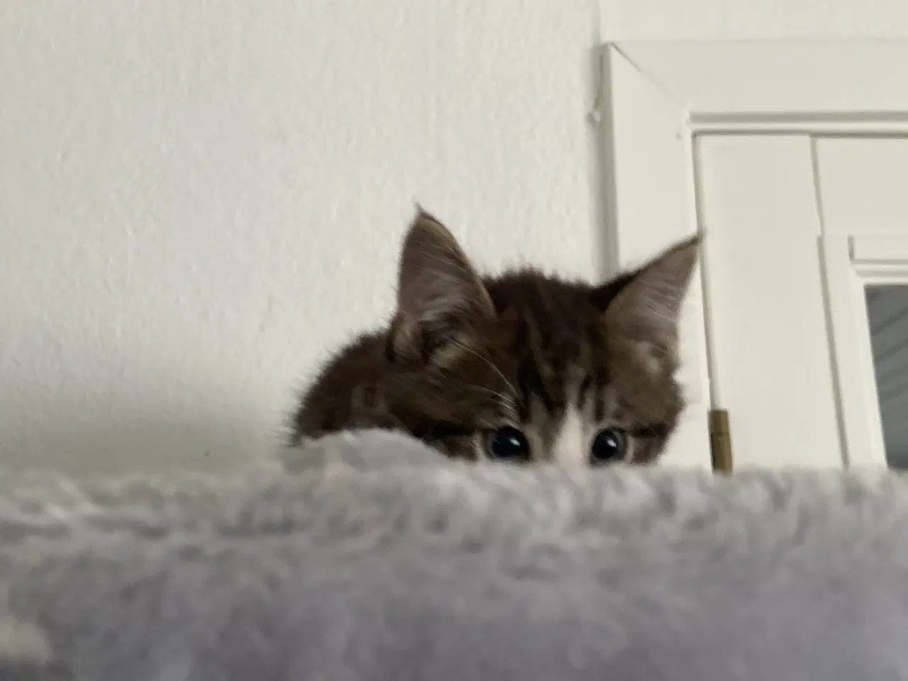 Billede 4 - Super søde flaske killinger