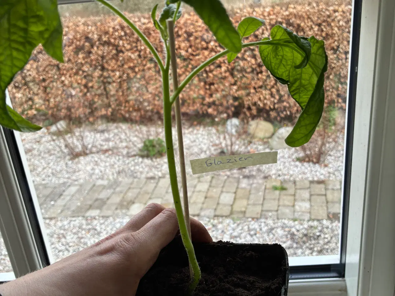 Billede 4 - Økologiske Tomat planter fra Camilla Plum