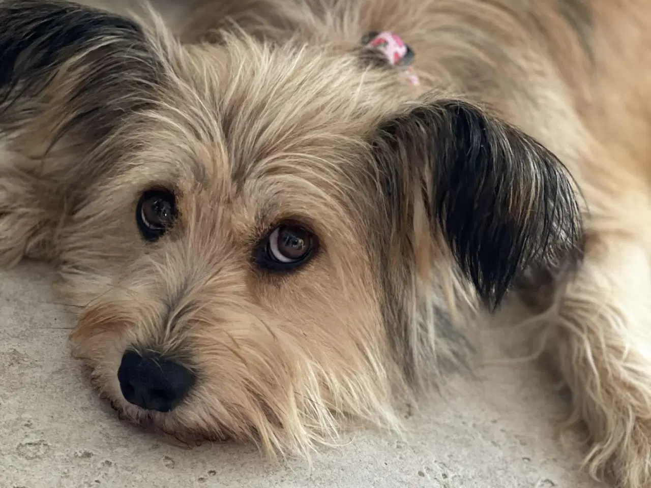 Billede 3 - Smukkeste Suzy søger familie 🩷