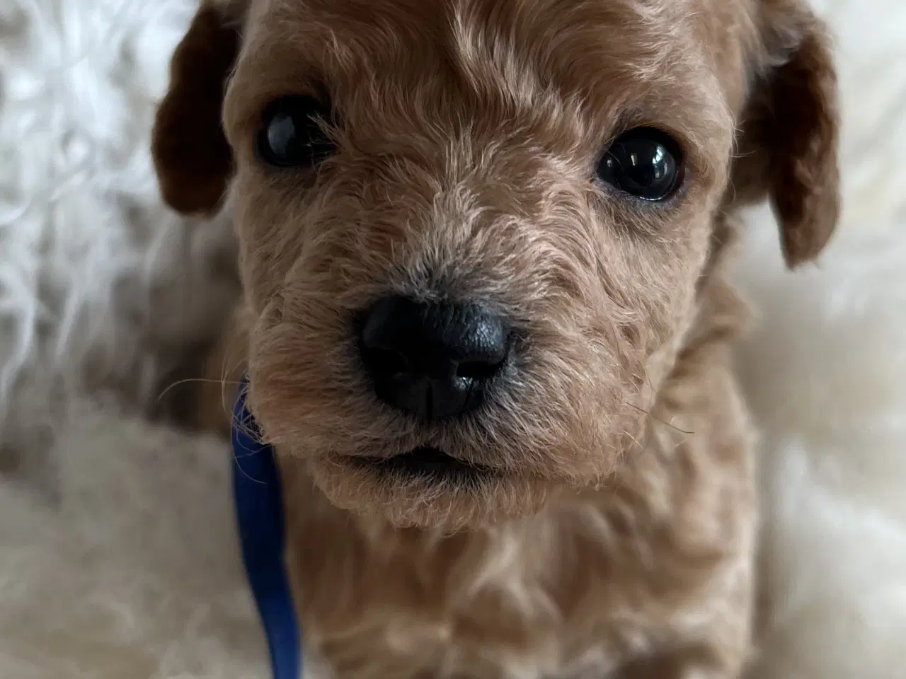 Billede 5 - 🐾 Skønne Poochon hvalpe søger kærlige hjem 🐾