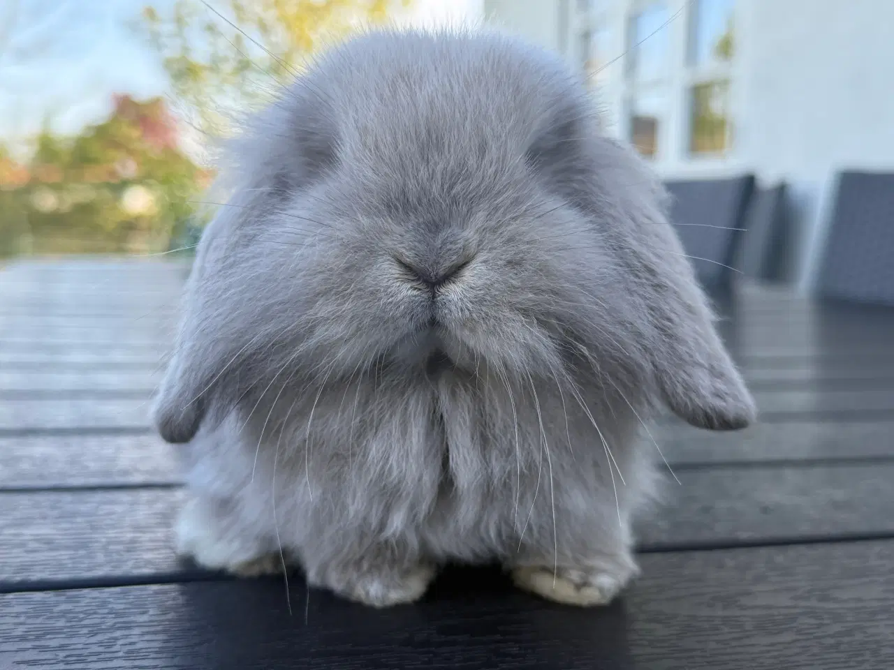 Billede 1 - Mini lion lop