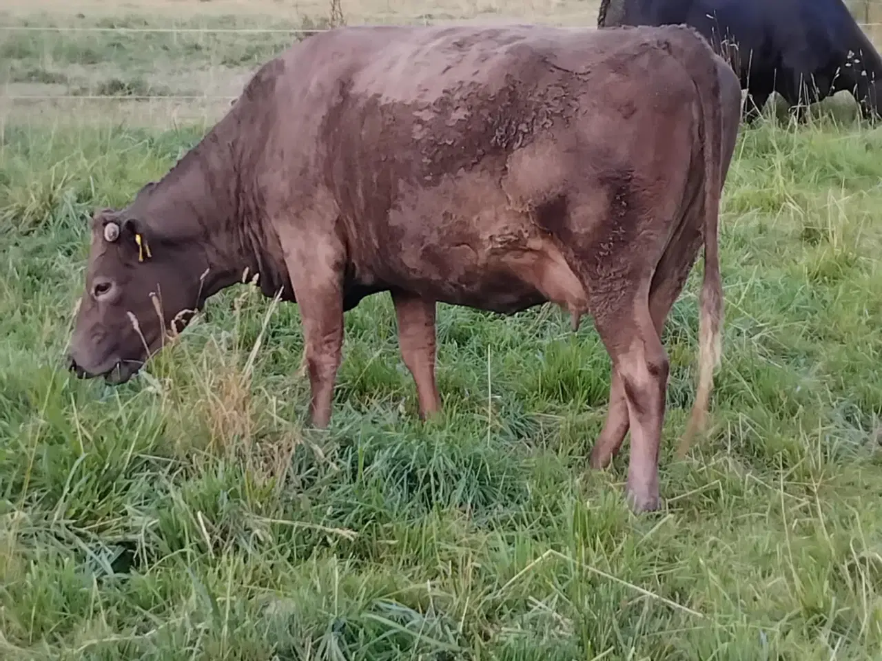 Billede 3 - F1 Wagyu krydsningsko med F2 kviekalv