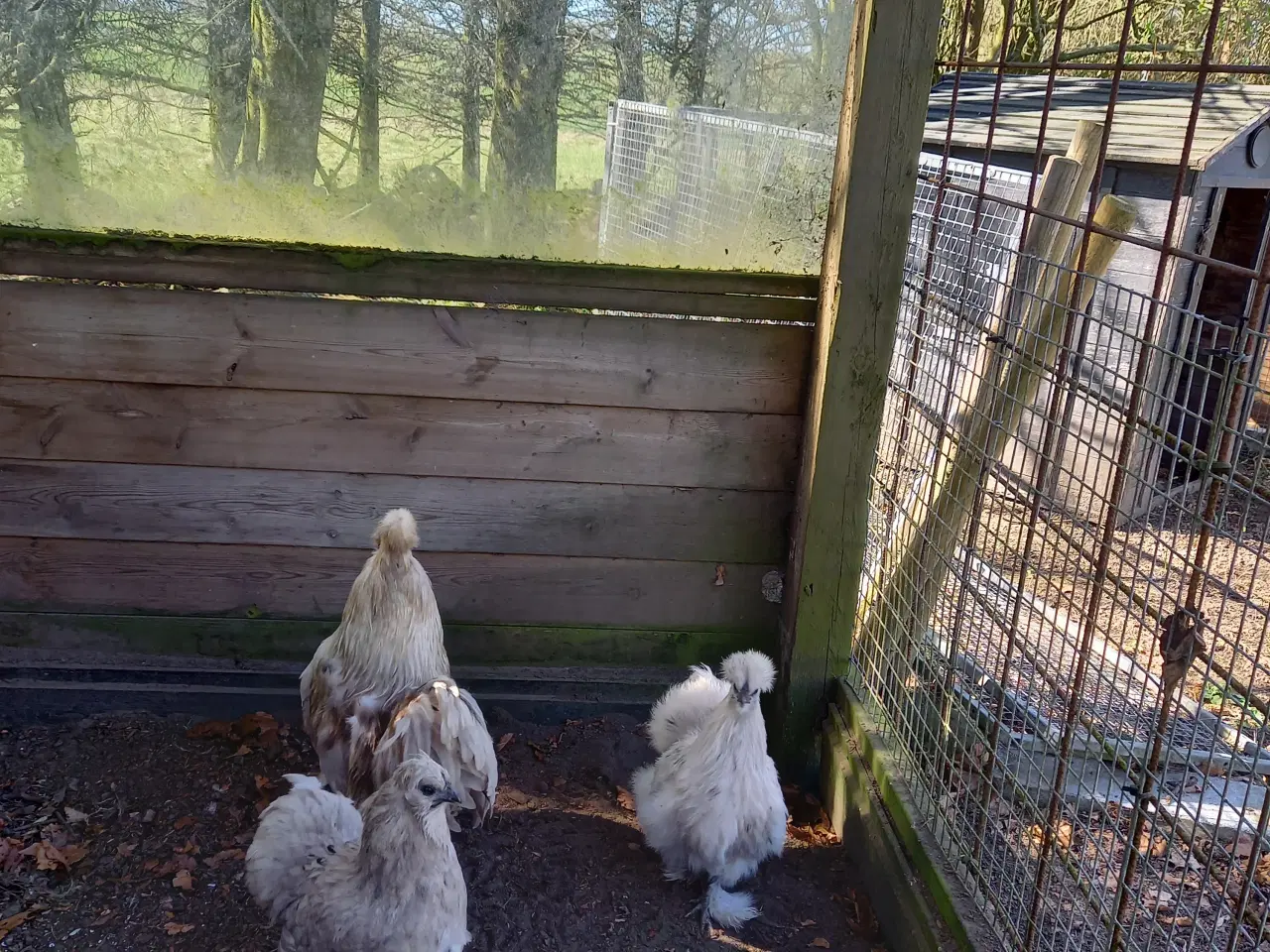 Billede 3 - Silkehøns stor race 