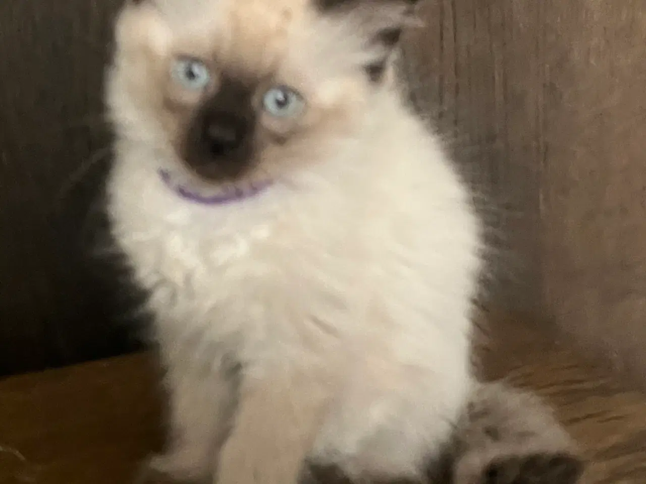 Billede 3 - Hellig Birma/Ragdoll inde katte 