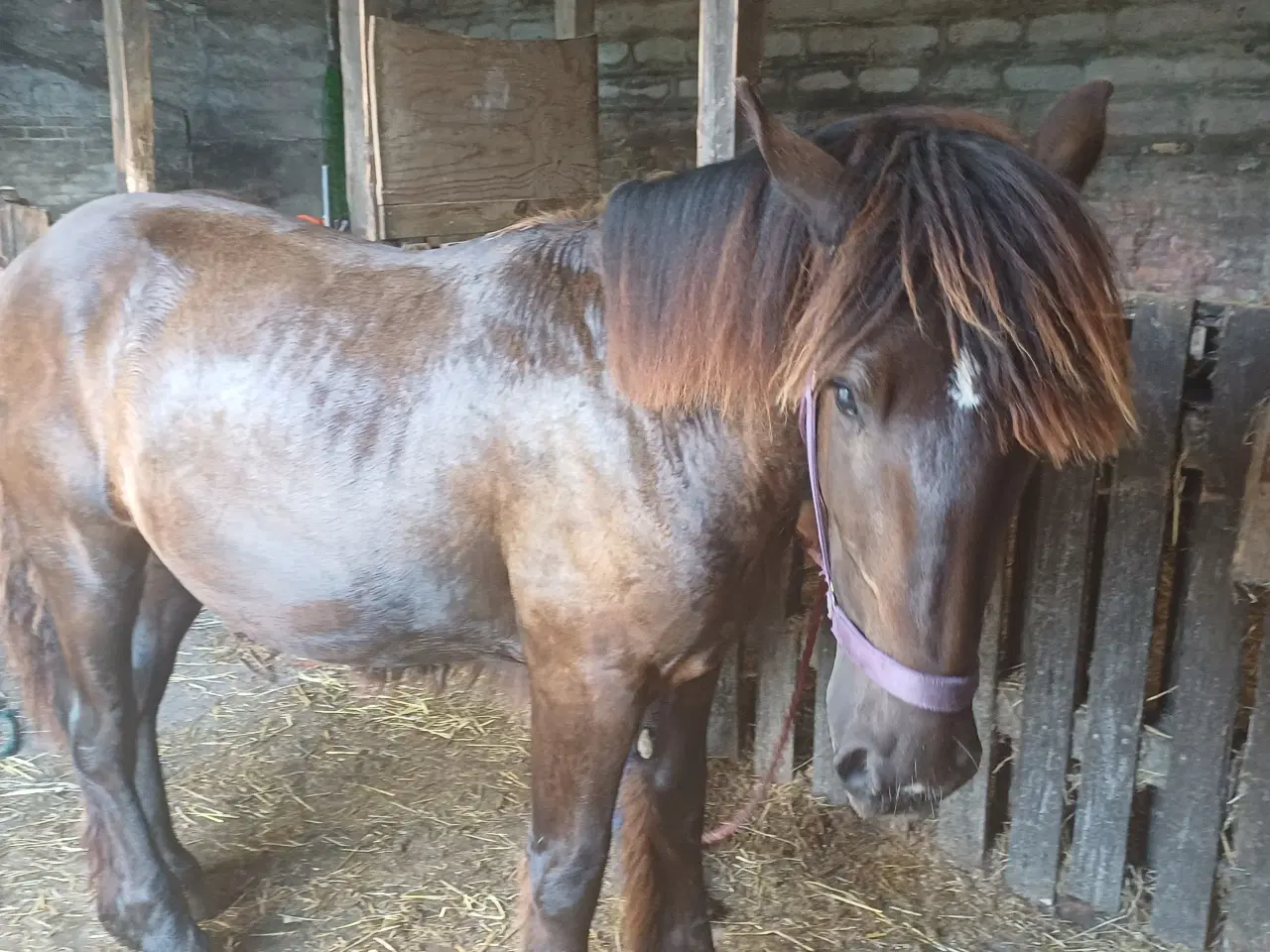 Billede 9 - 1 årig Jyskhest hingst sælges