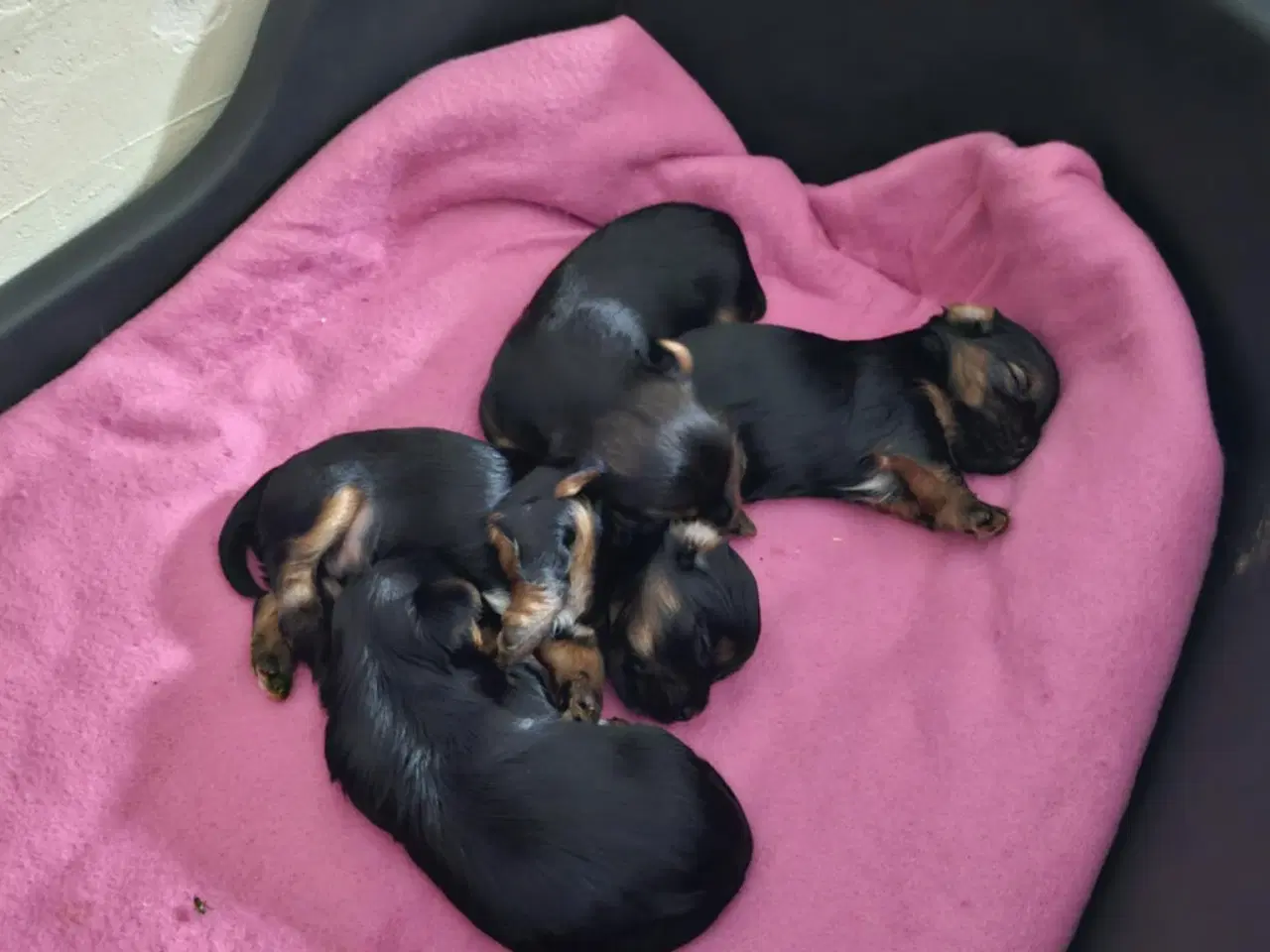 Billede 1 - 4 skønne Yorkshire Terrier hvalpe sælges 