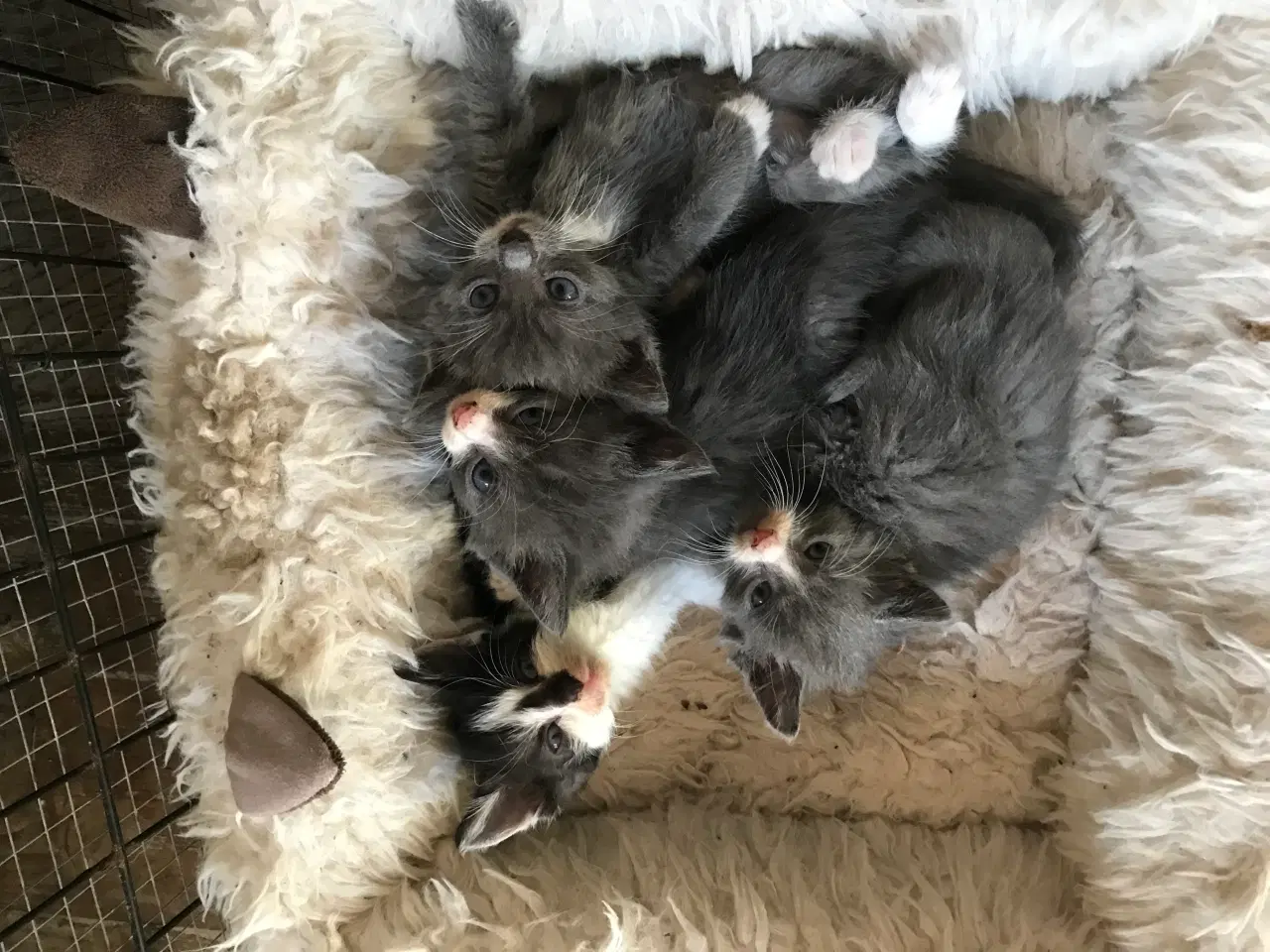 Billede 1 - Killinger smukke