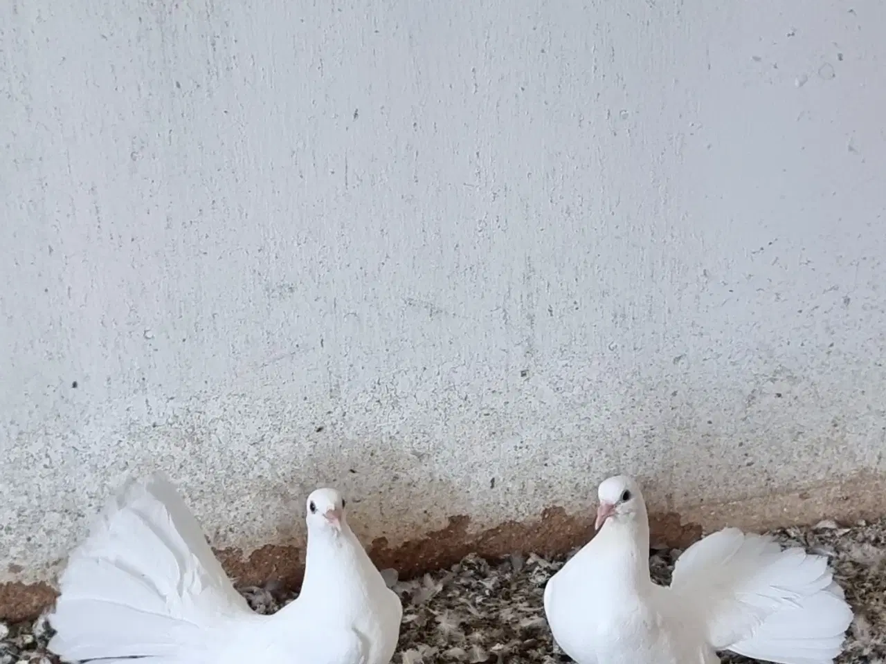 Billede 2 - Højstjert duer 