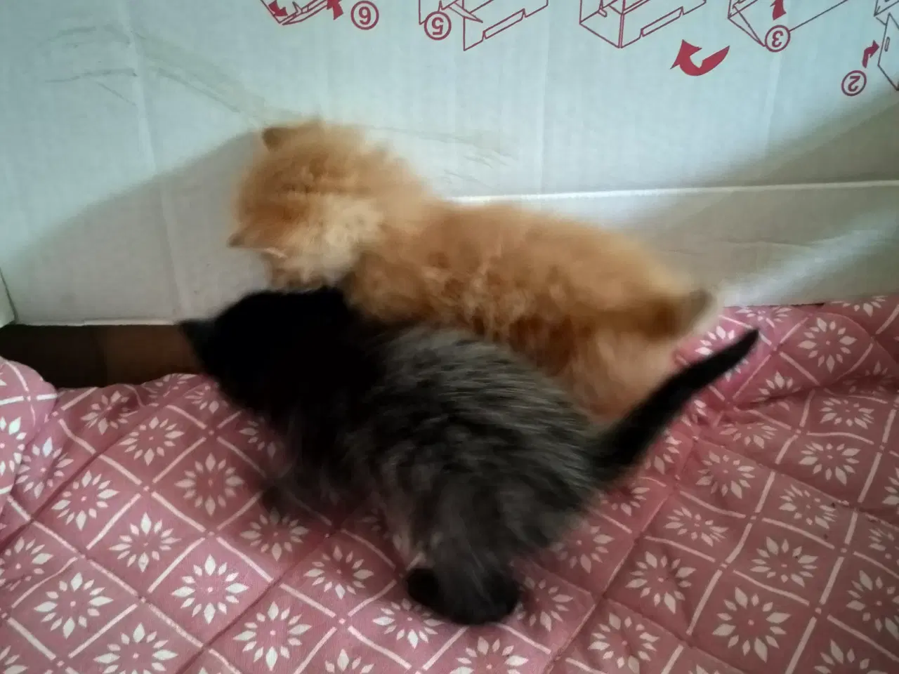 Billede 8 - Killinger Ragdoll/ marinecoon blanding