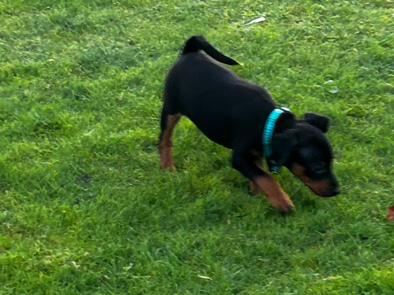 Billede 4 - Dværgpincher 