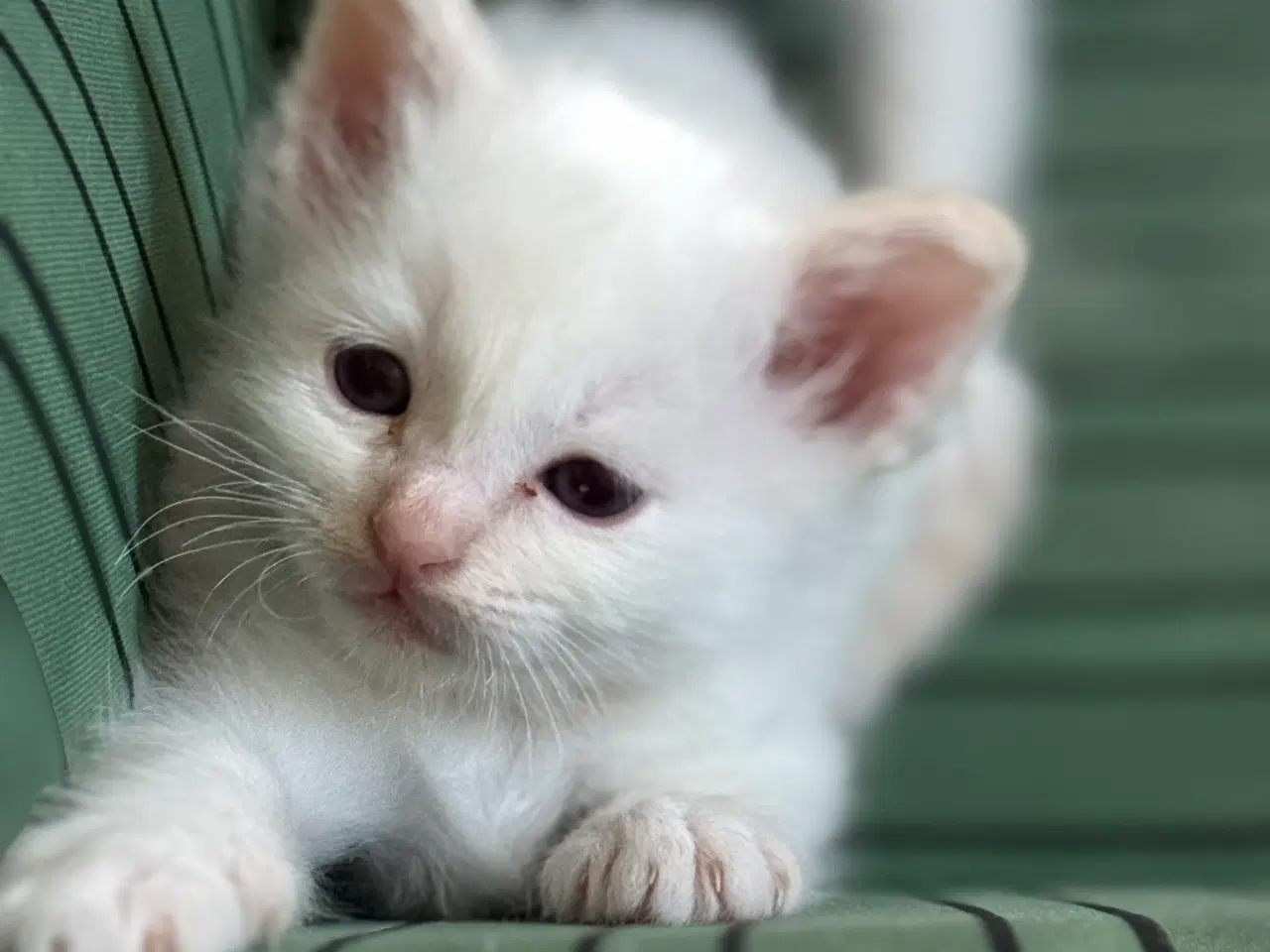 Billede 5 - Hellig Birma crememaskede