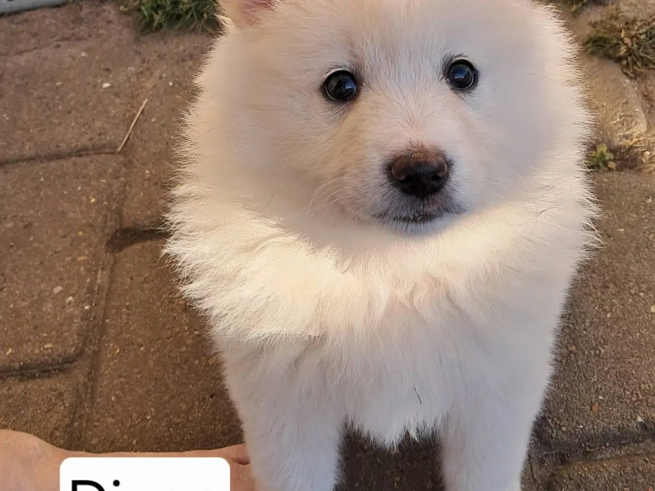 Billede 2 - 3 Danske Spids drenge søger nyt hjem