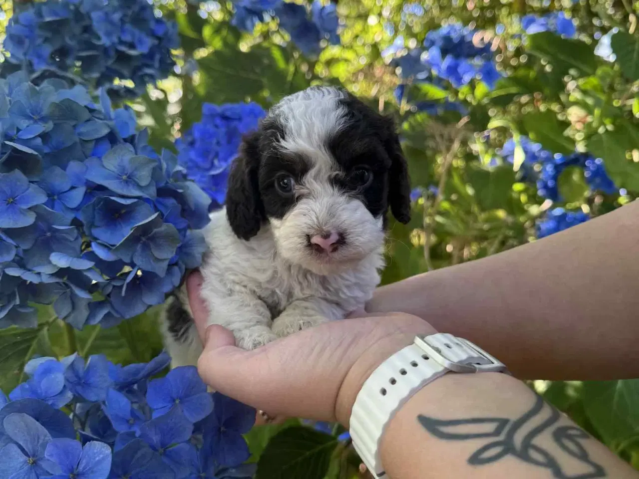 Billede 4 - Skønne Cockapoo hvalpe 