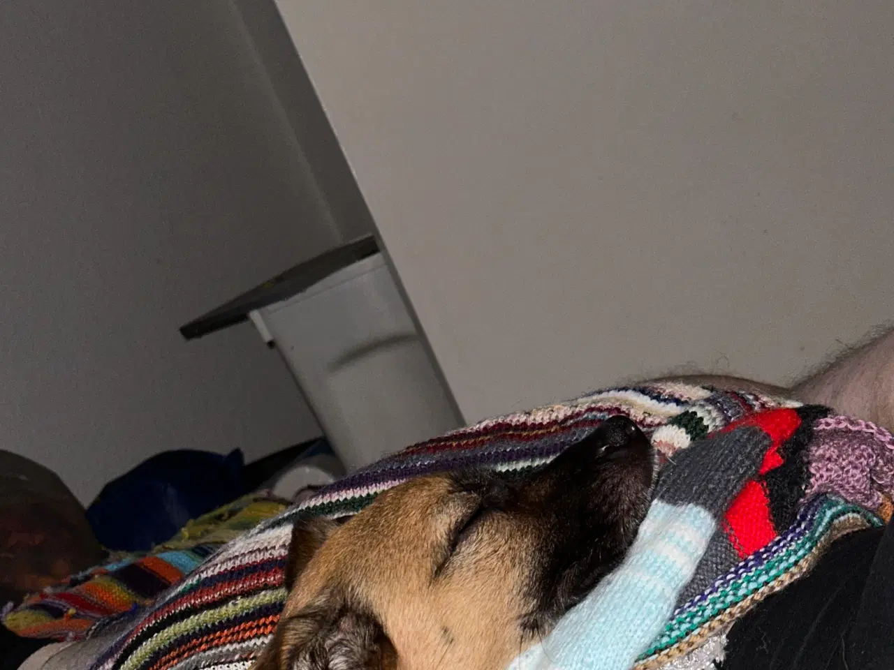 Billede 14 - Hund søger nyt hjem 