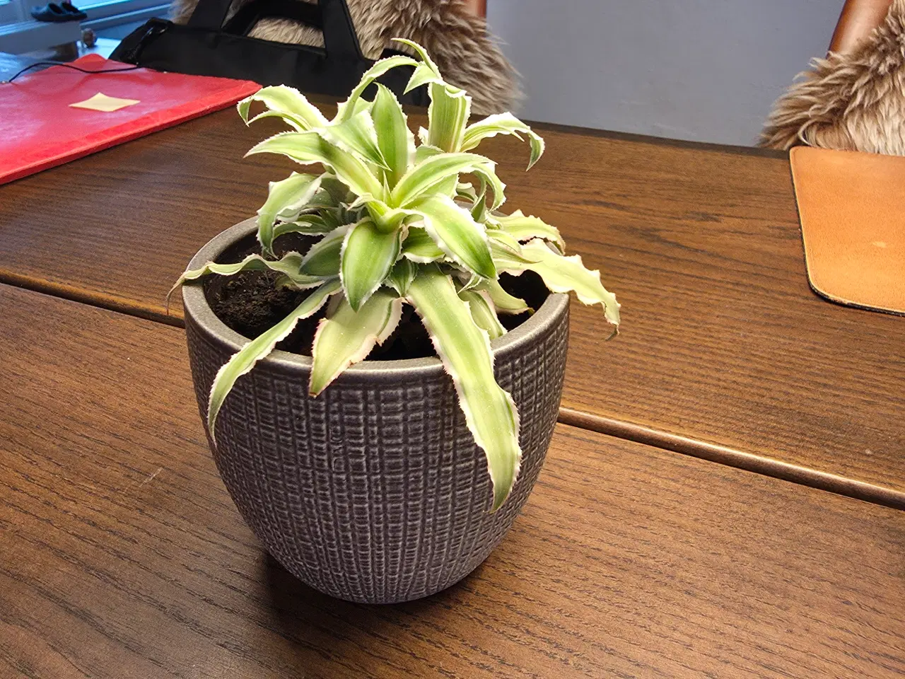 Billede 4 - Planter/stueplanter