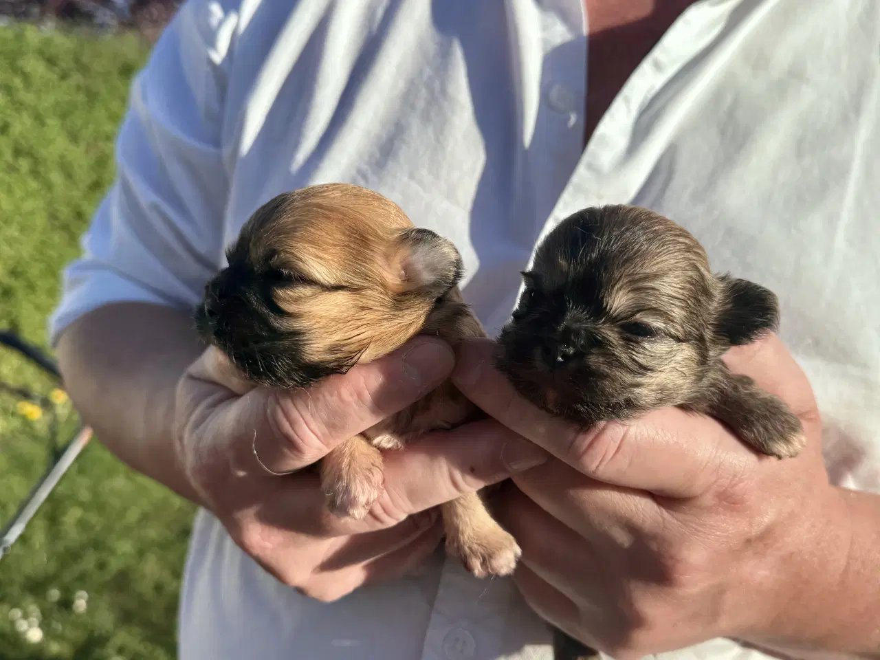 Billede 3 - Shih Tzu / Chihuahua hundehvalpe