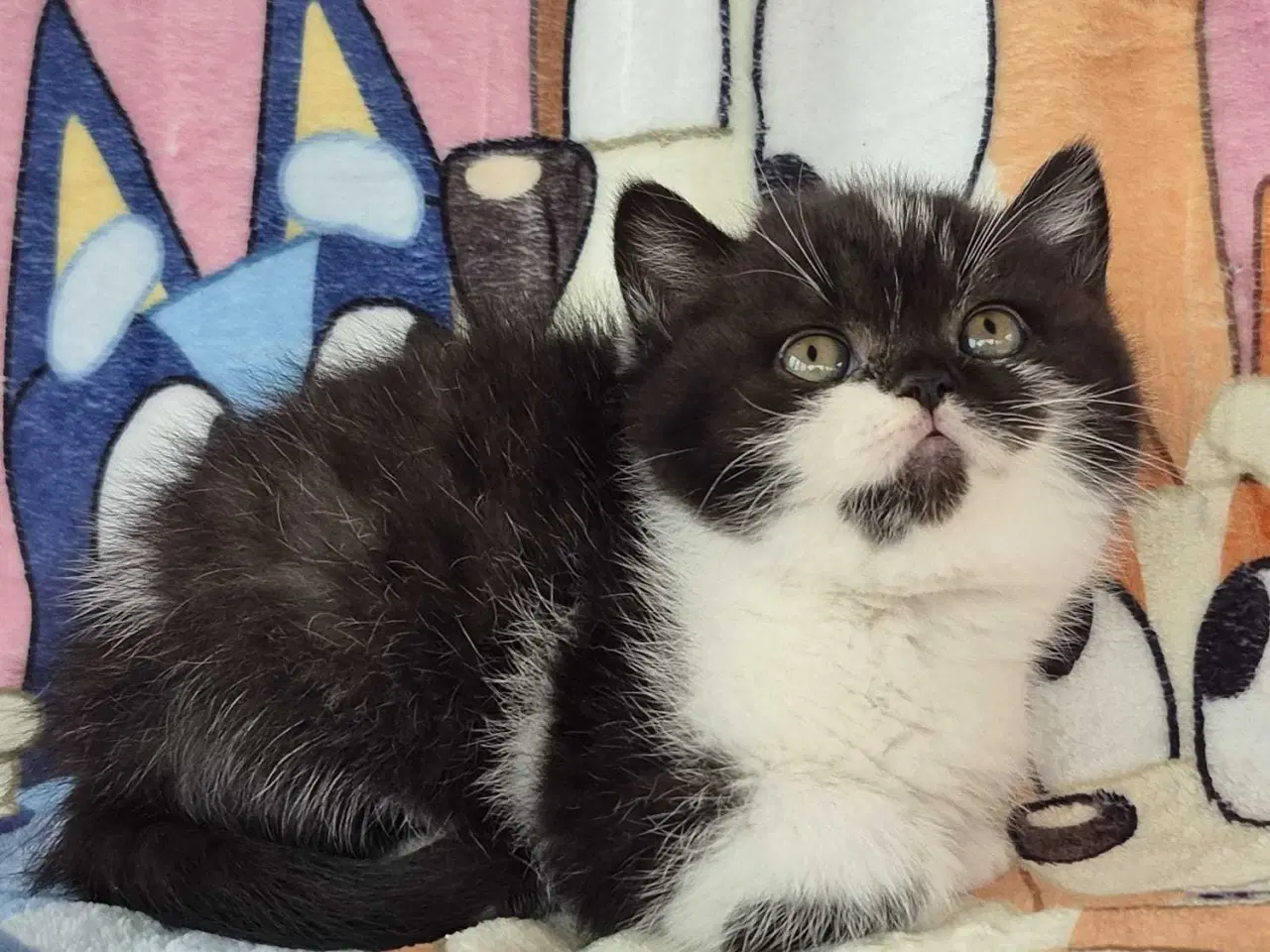 Billede 7 - British shorthair hunkilling