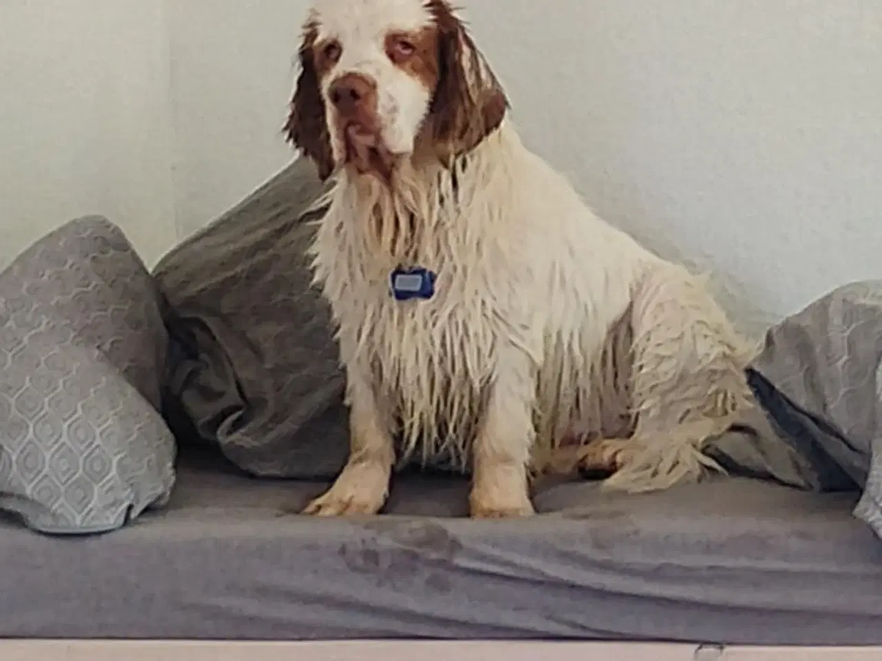 Billede 2 - clumber  spaniel 