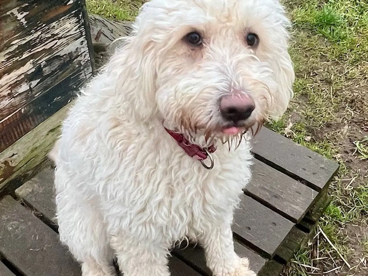 Billede 6 - Lagotto / Spansk Vandhund / Cocker