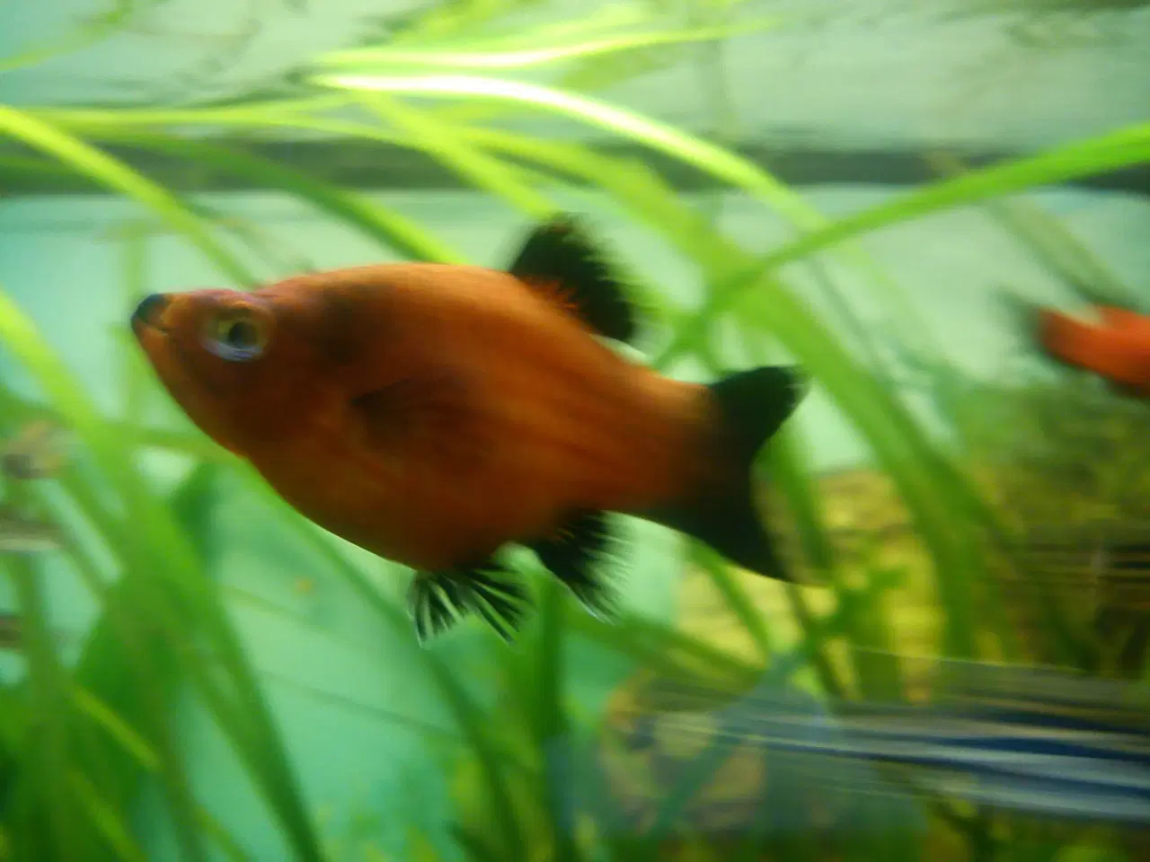 Billede 1 - Rød Wagtail Platy.