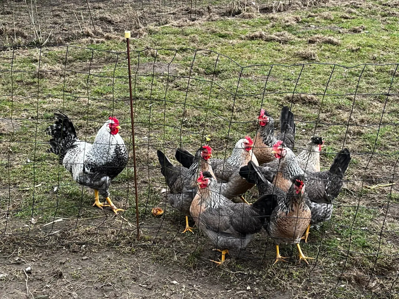Billede 4 - Cream legbar rugeæg