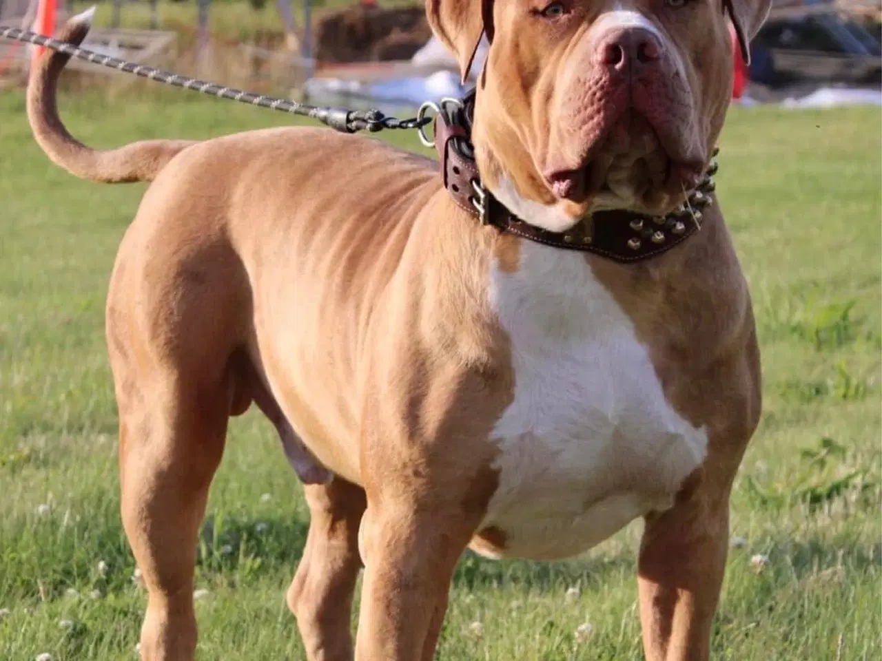 Billede 11 - Dejligeste American Bully hvalpe