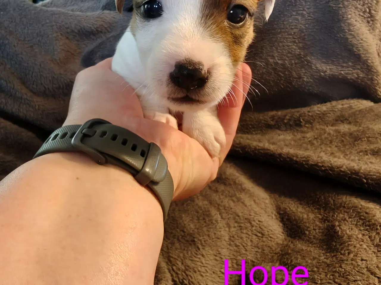 Billede 3 - Lækker Jack Russell Terrier hvalpe