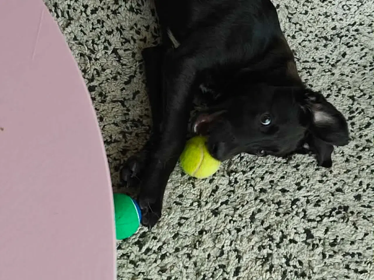 Billede 12 - Skønne Atlas søger egen familie 💙