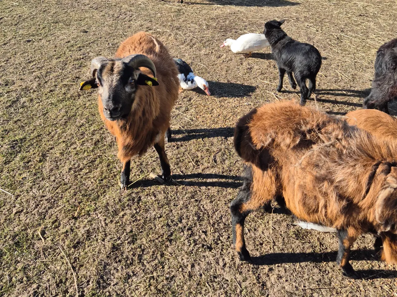 Billede 1 - Cameroun vædder og gimmer 