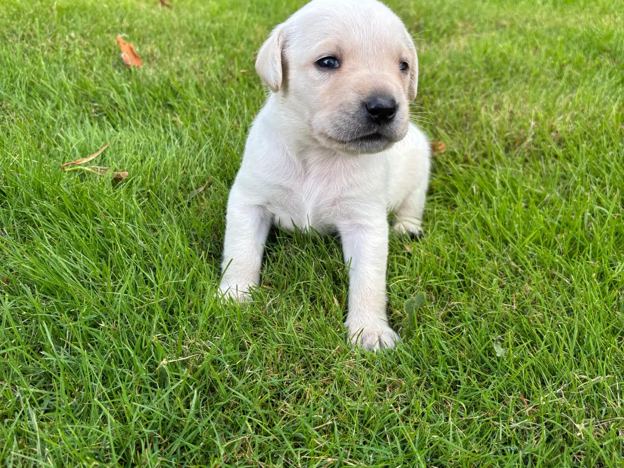 Billede 1 - Labrador hundehvalpe sælges 