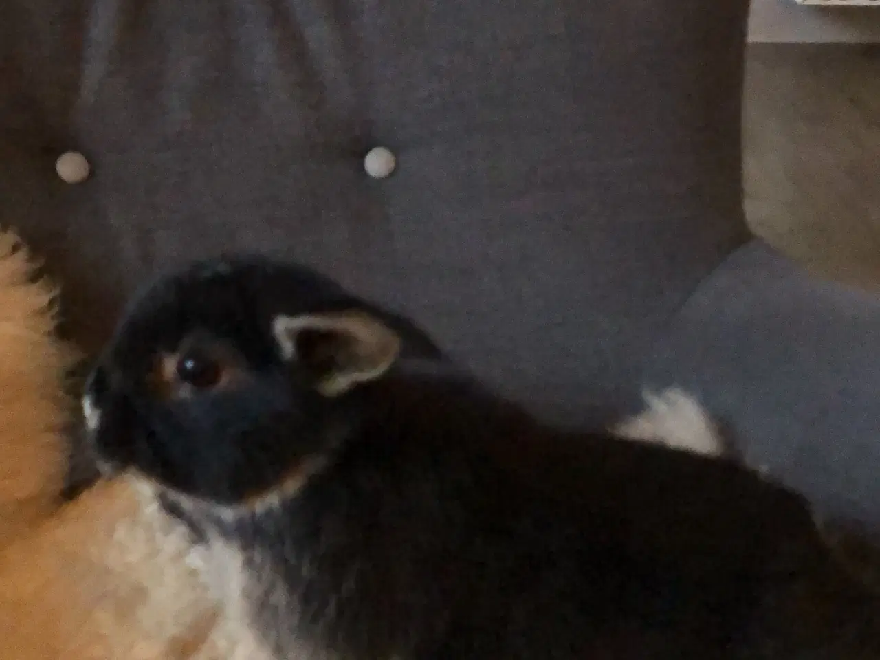 Billede 5 - Dværgvædder kaninunger 8 uger