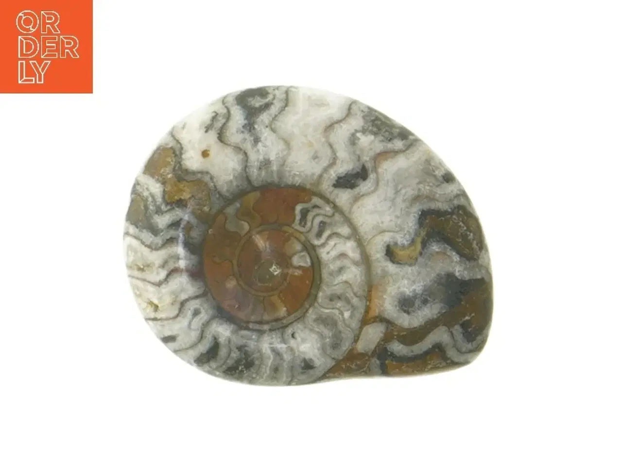 Billede 1 - Poleret ammonit fossil (str. 7,5 cm)