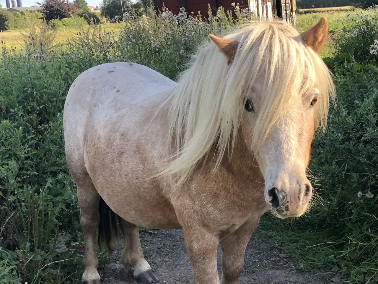 Billede 15 - Hingste