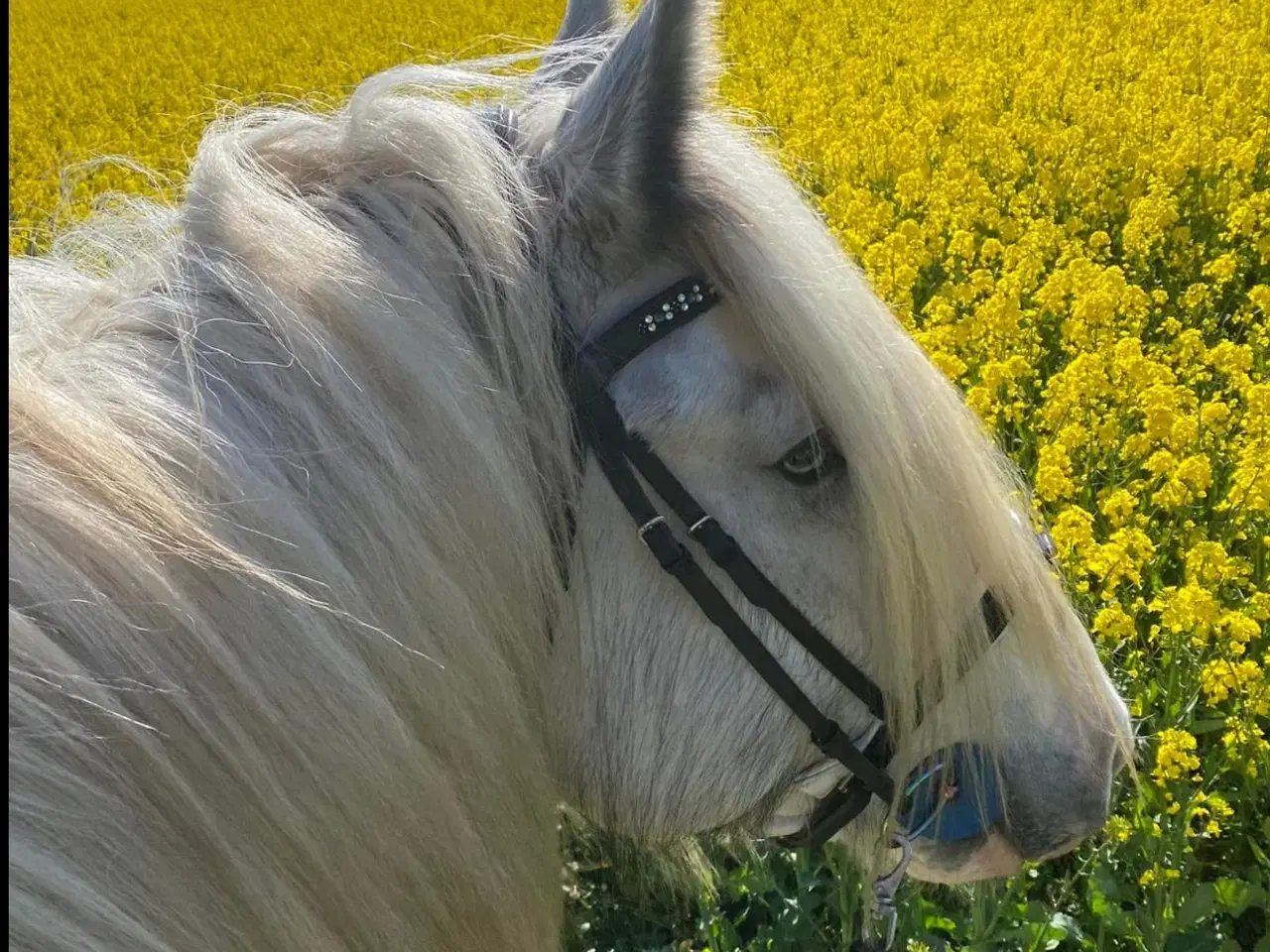 Billede 5 - Irish COB crossbreed