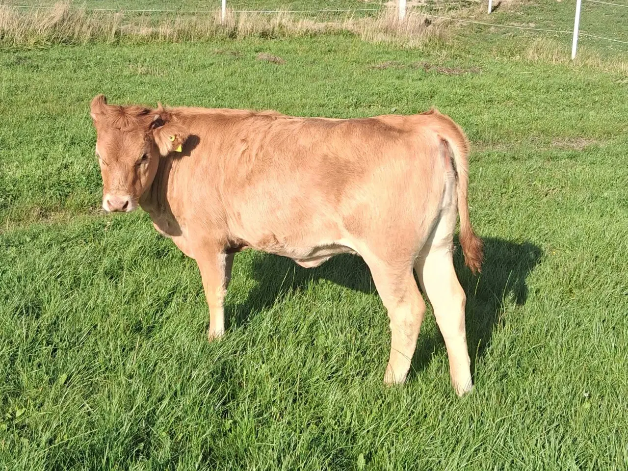 Billede 3 - Charolais kryds 