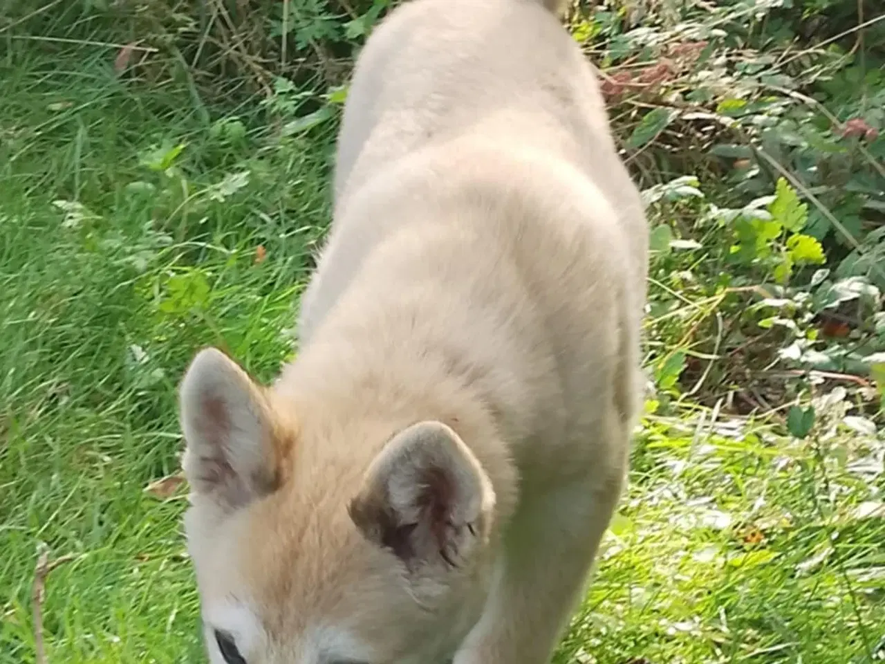 Billede 18 - Husky blandinger 