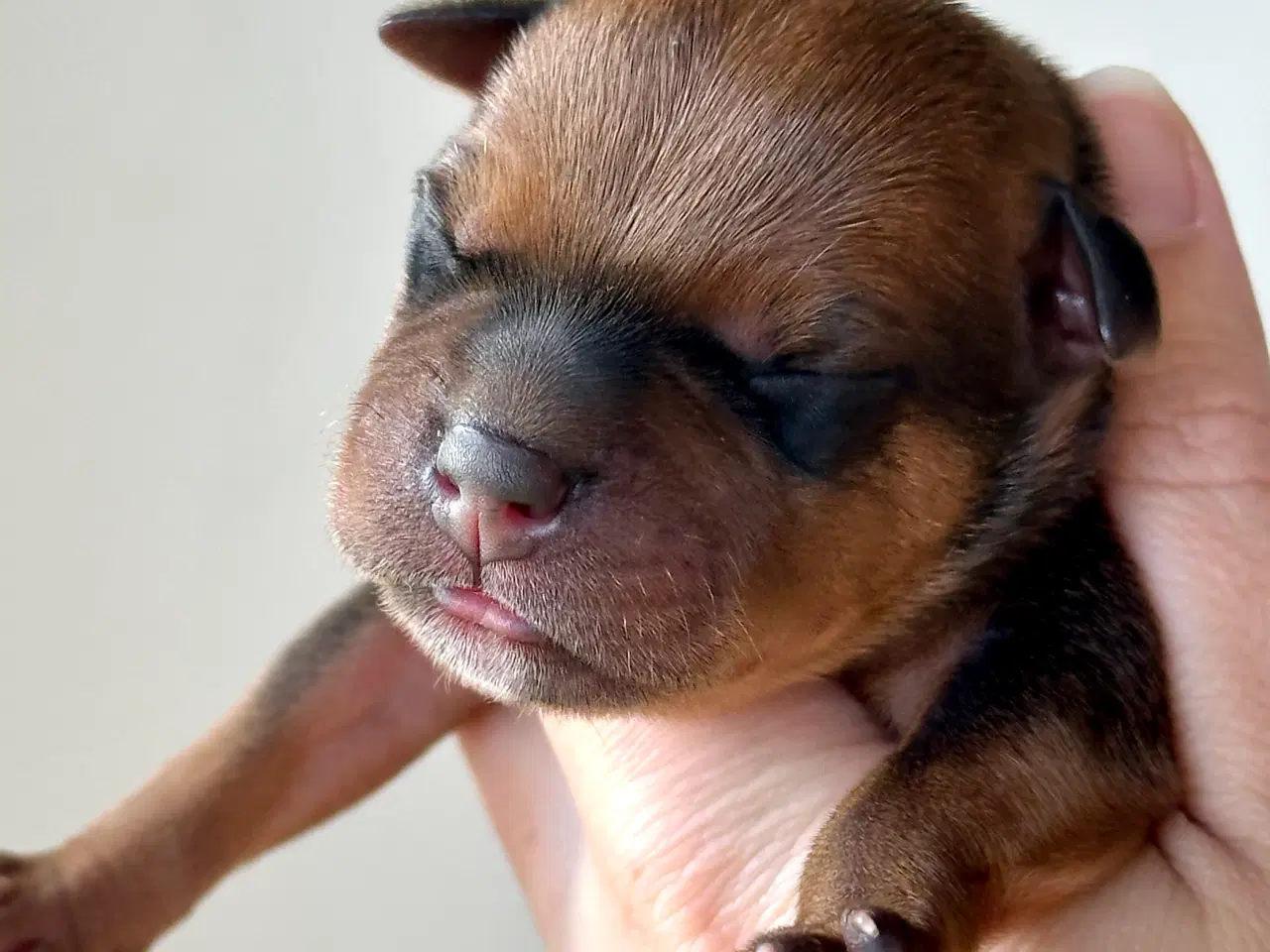Billede 6 - Staffordshire Bull Terrier DKK