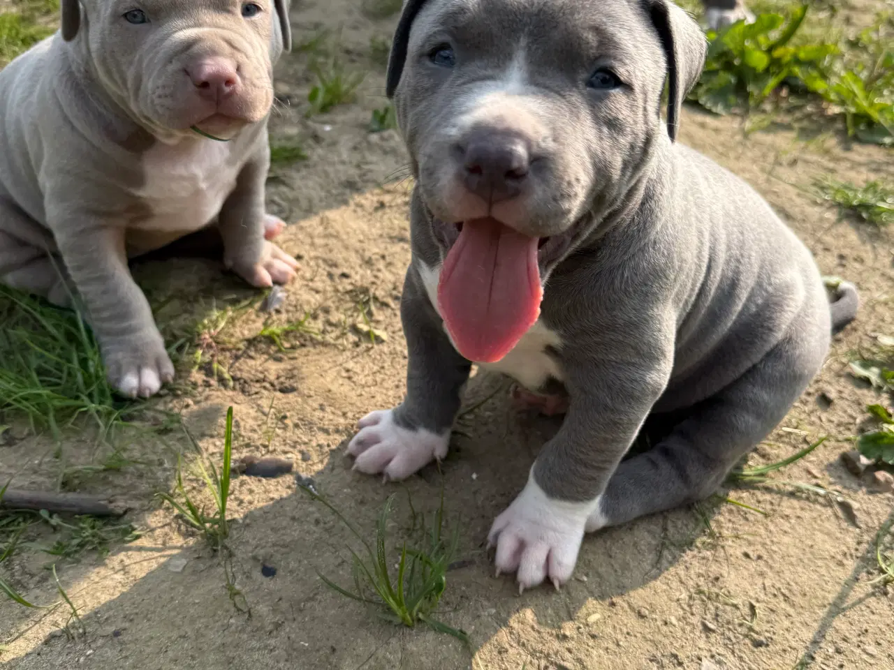 Billede 1 - Smukke American Bully XL-hvalpe med stamtavle ❤️
