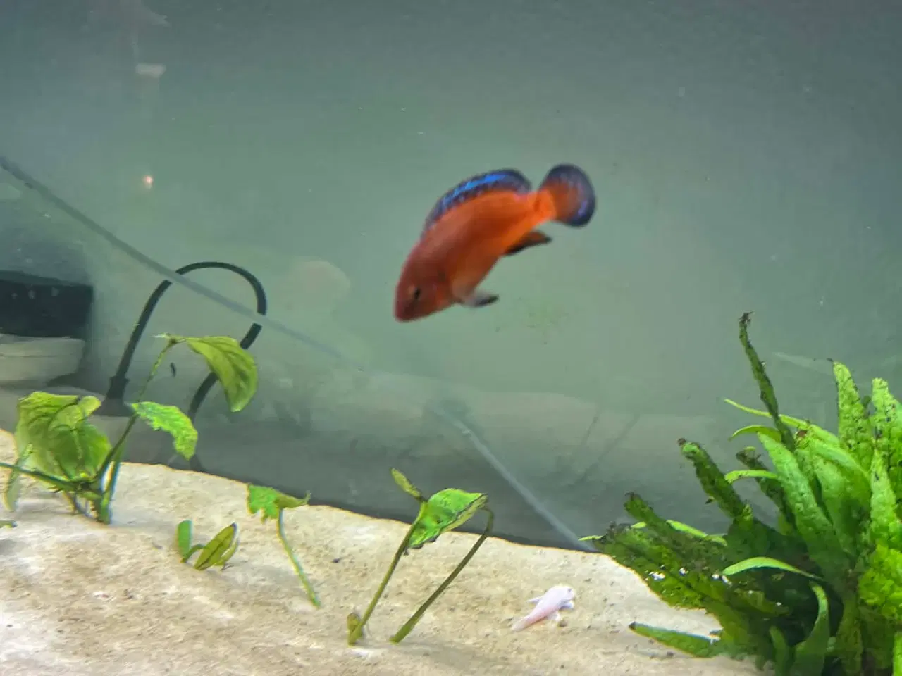 Billede 4 - Juvelcichlide 2 stk