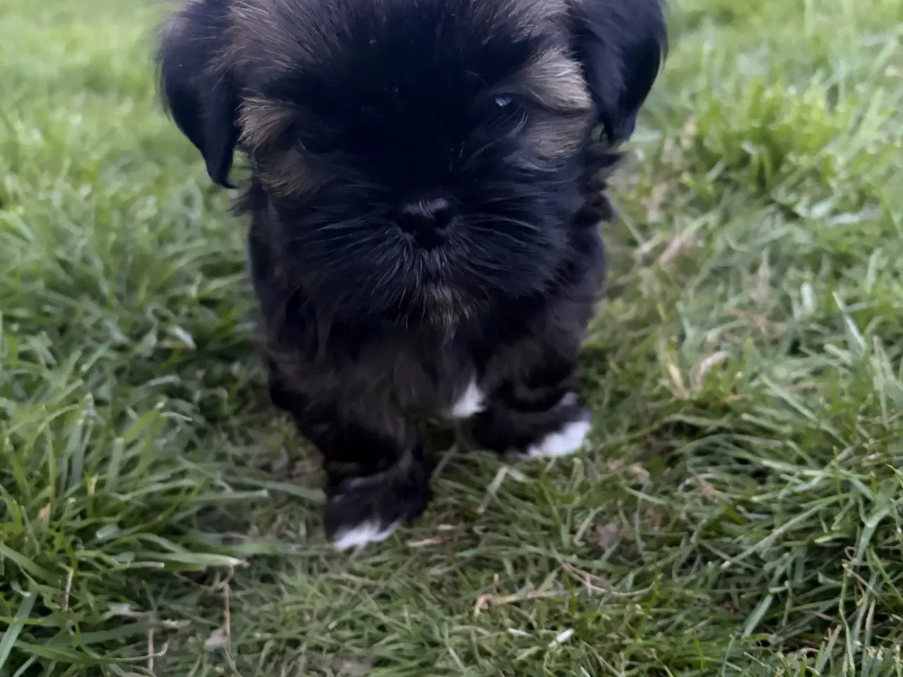 Billede 5 - Lhasa Apso tæver med DKK stamtavle 