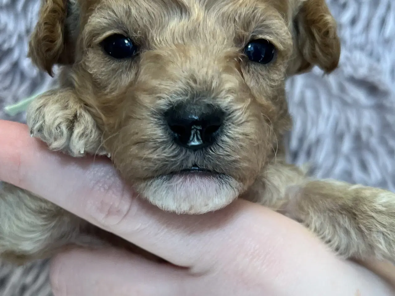 Billede 6 - 🐾 Skønne Poochon hvalpe søger kærlige hjem 🐾