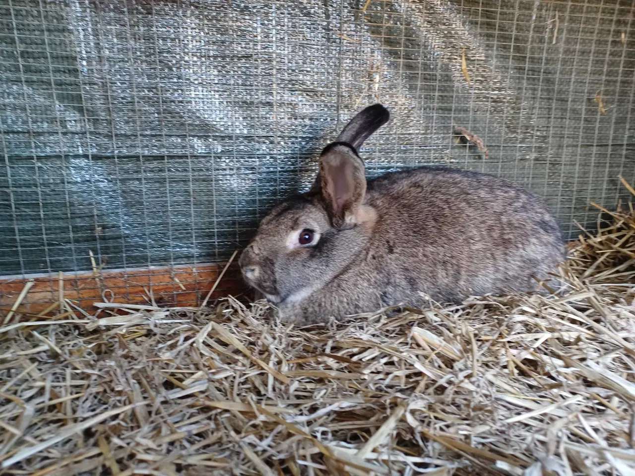 Billede 1 - Blandings hun stor race