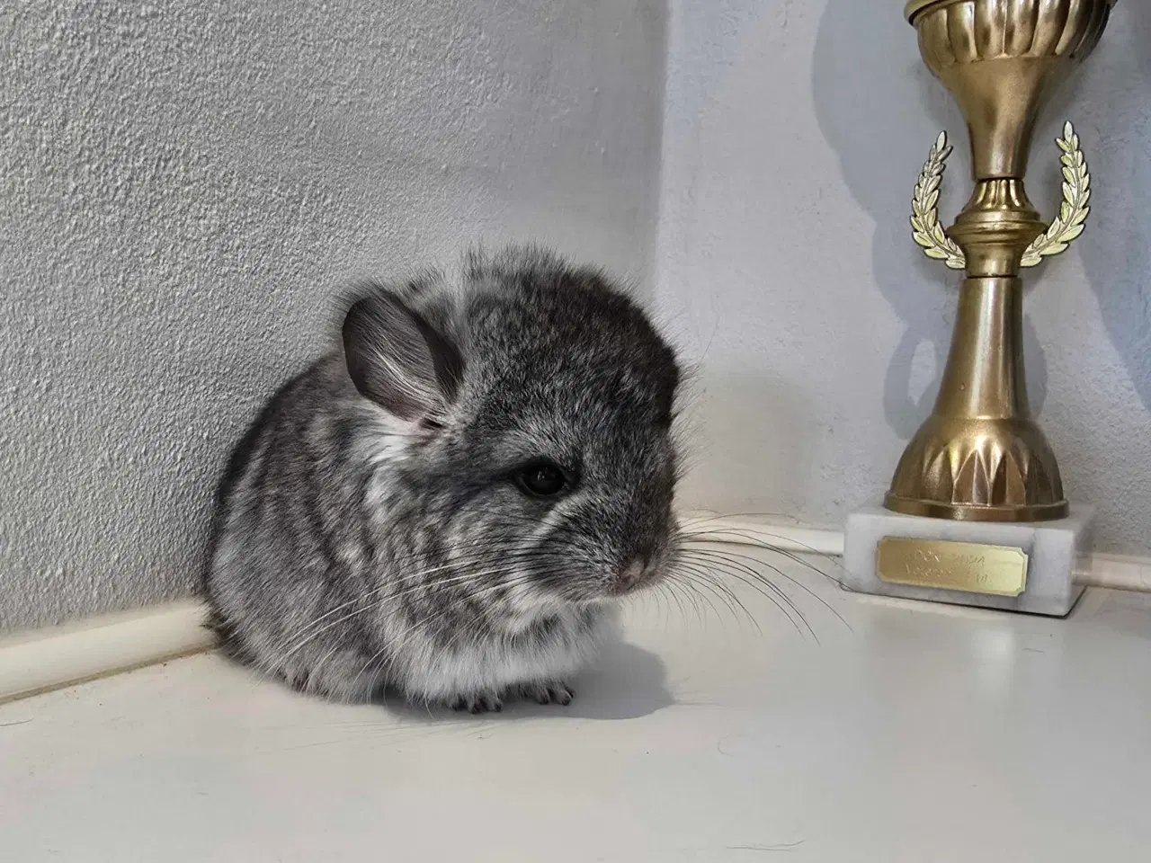 Billede 5 - Chinchilla unge