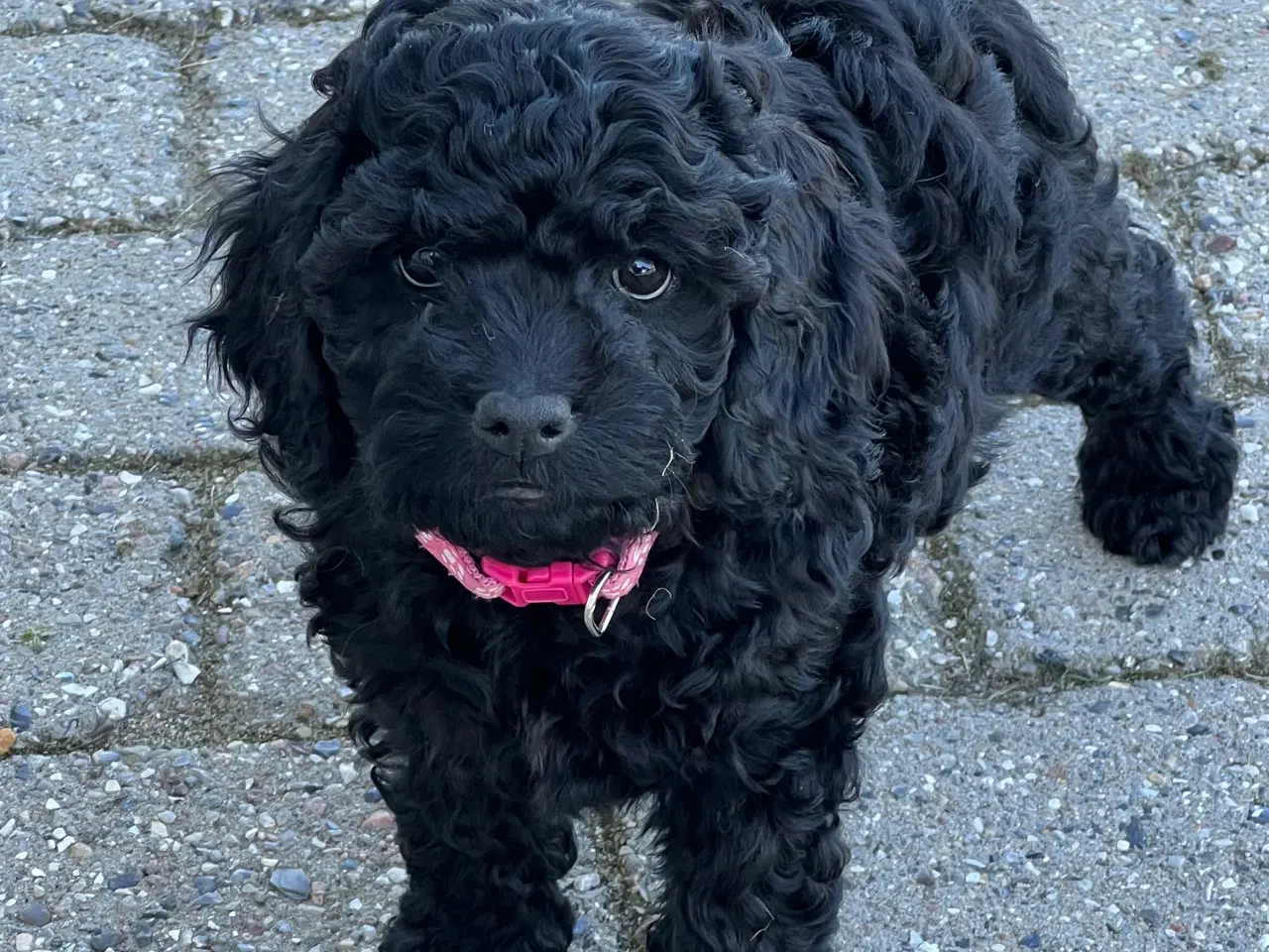 Billede 1 - Cockapoo /  cockadoodel 