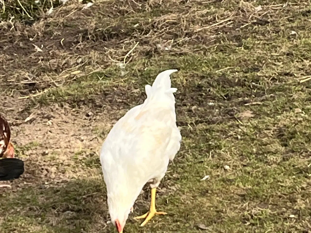 Billede 2 - Haner fra november 