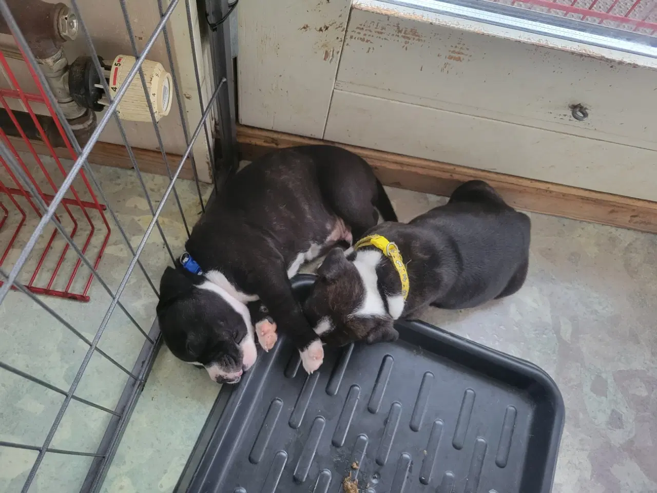 Billede 3 - Staffordshire Bull Terrier Hvalpe 5 uger