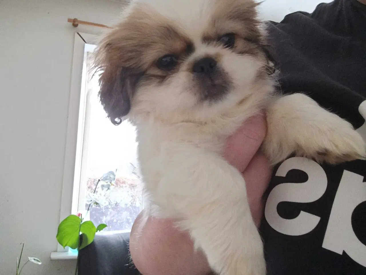 Billede 1 - Lækre hvalpe 